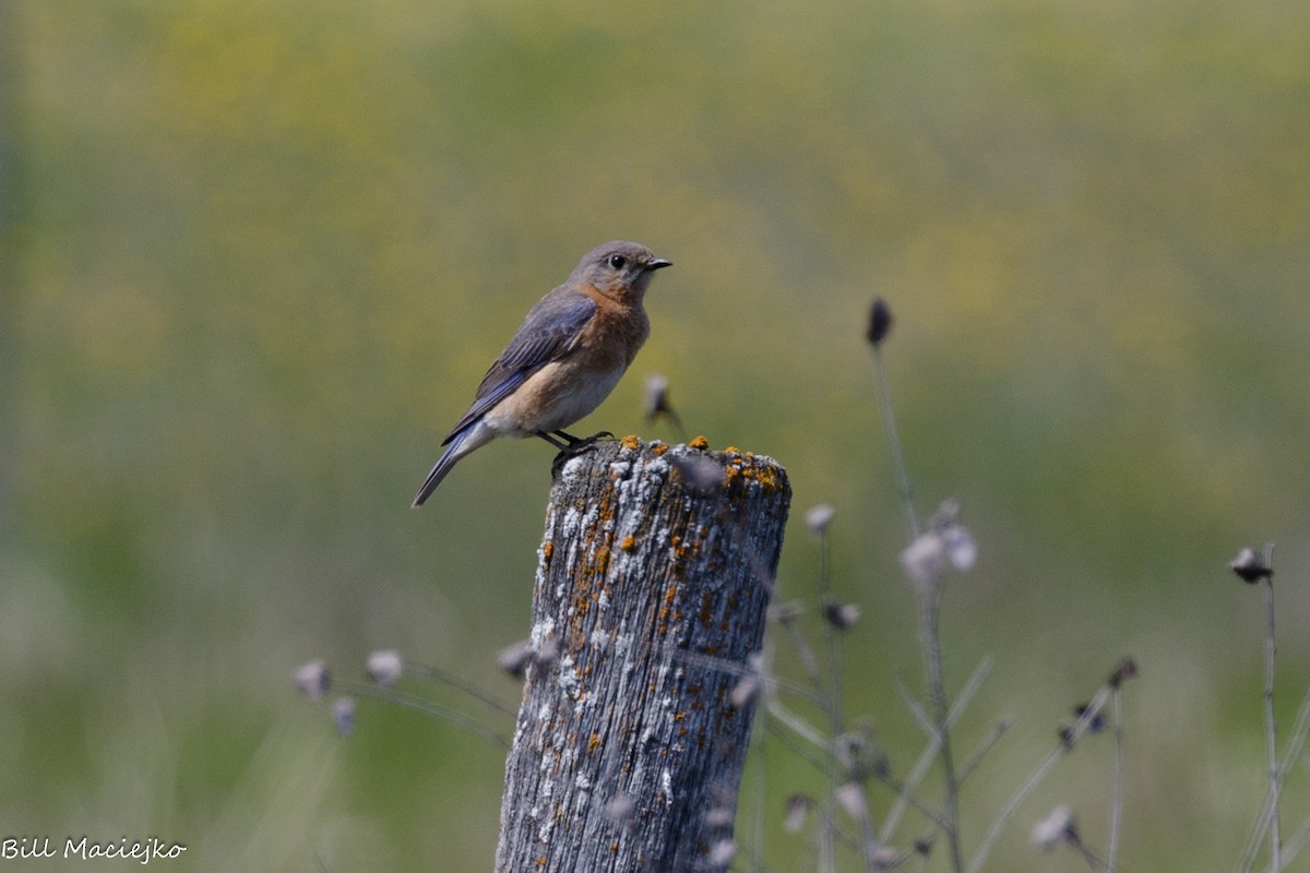 Eastern Bluebird - ML620720508