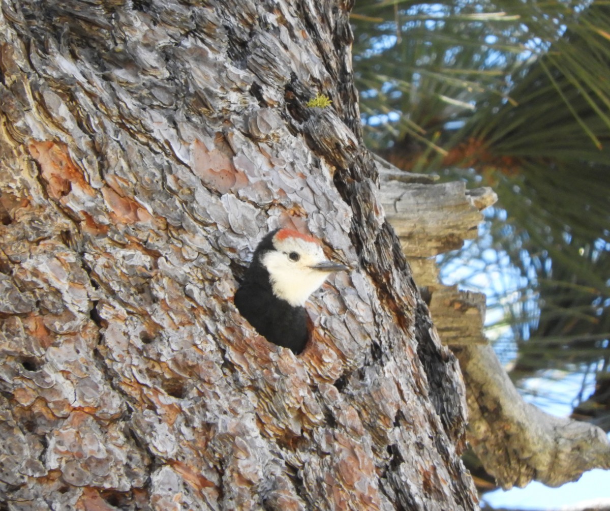 White-headed Woodpecker - ML620720510