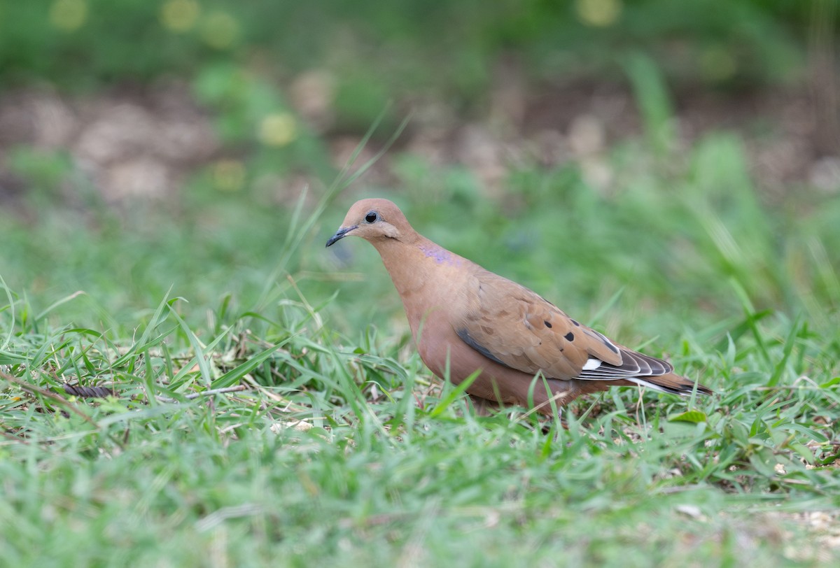 Zenaida Dove - ML620720516