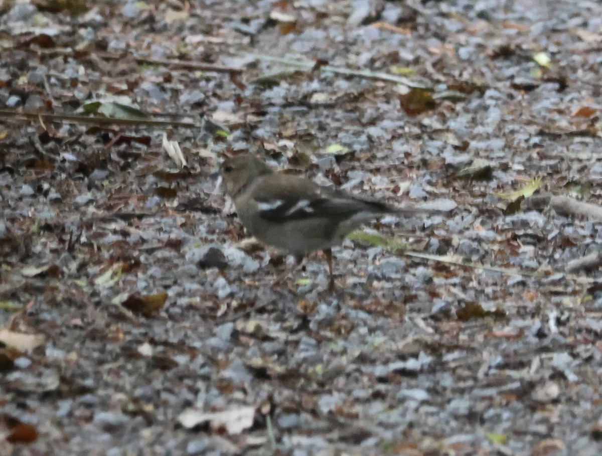 Common Chaffinch - ML620720519