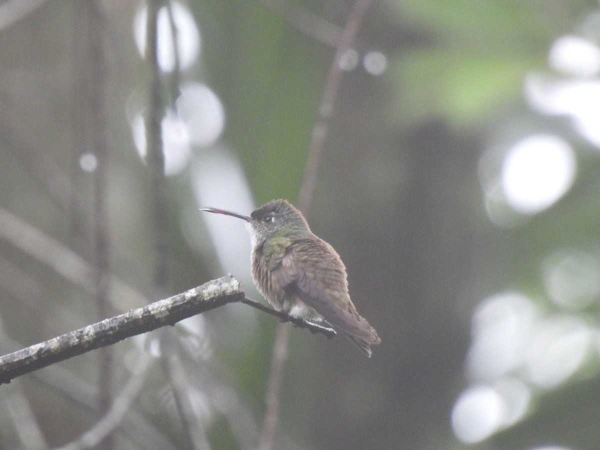 kolibřík azurovotemenný - ML620720521