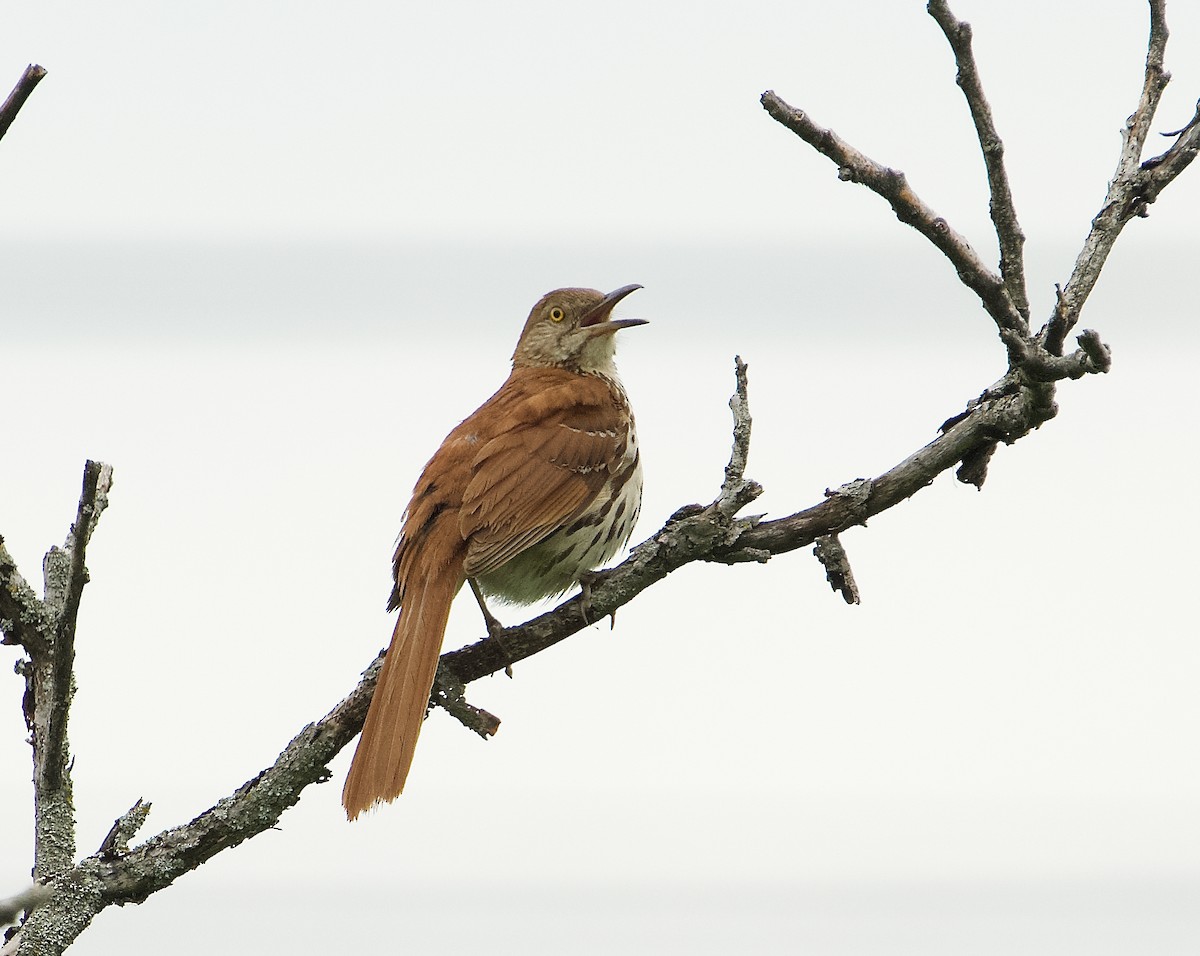 Brown Thrasher - ML620720523