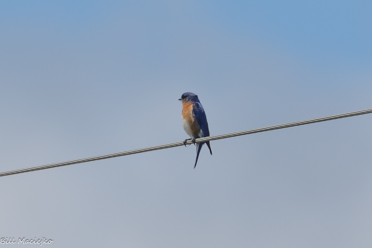 Eastern Bluebird - ML620720524