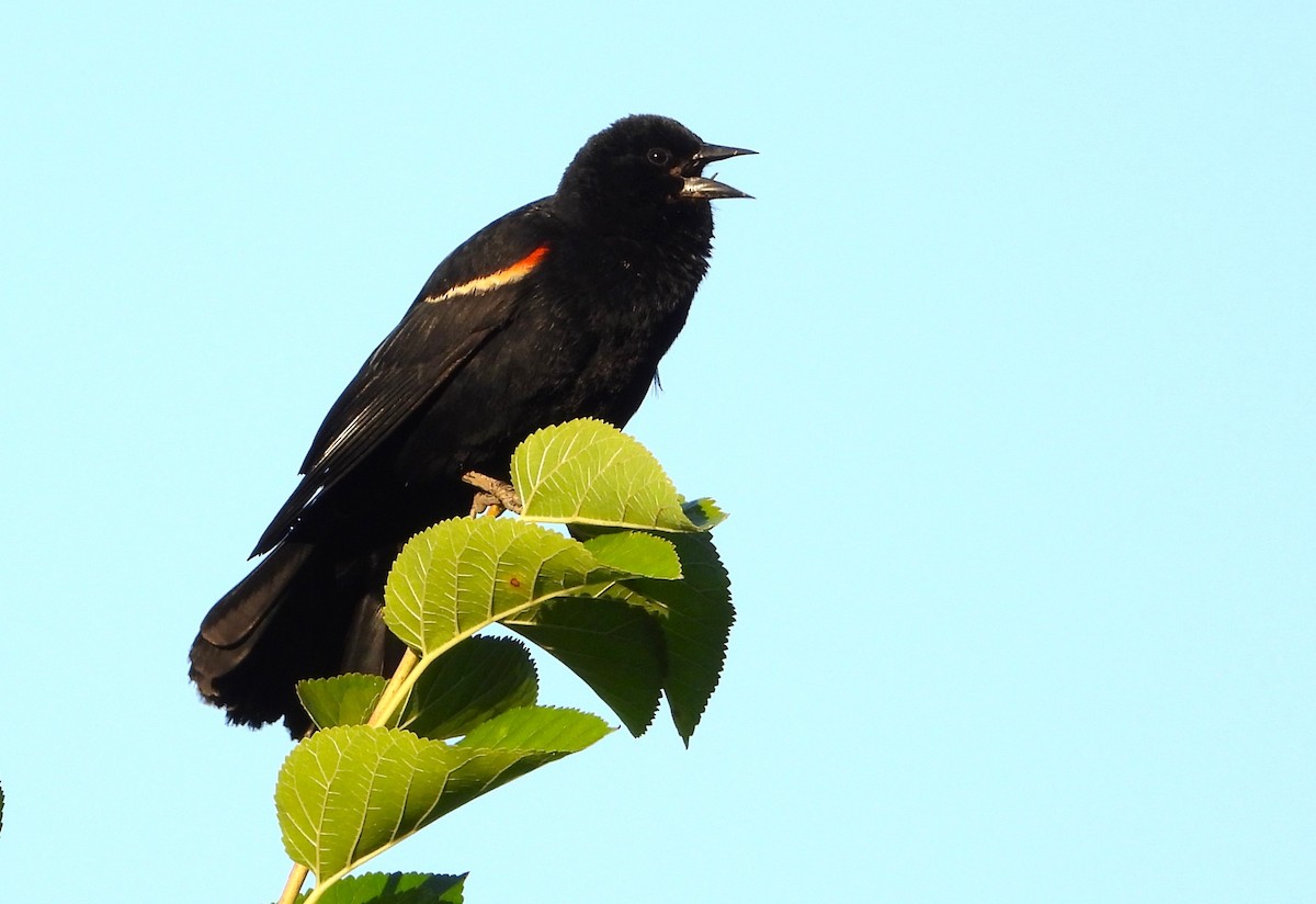 Red-winged Blackbird (Red-winged) - ML620720526