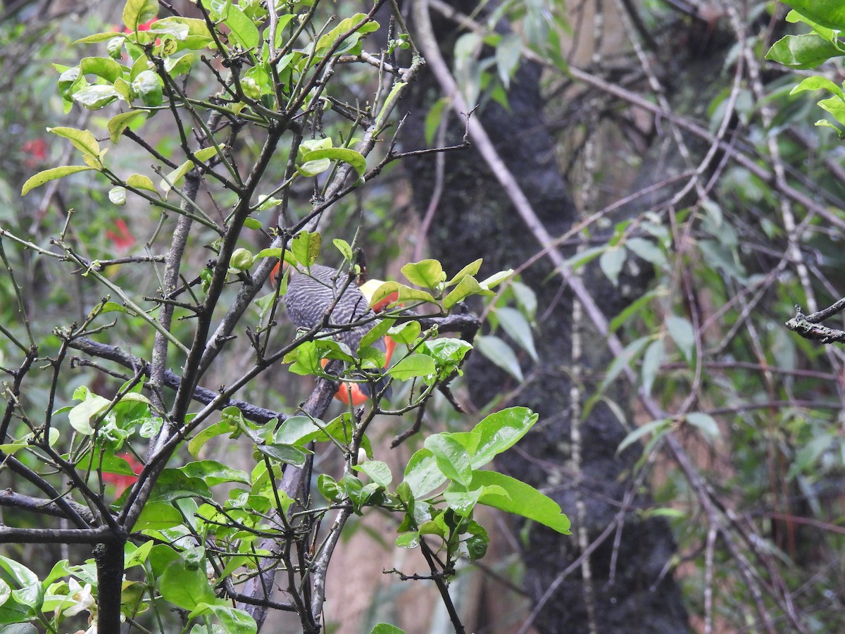 Golden-fronted Woodpecker - ML620720528