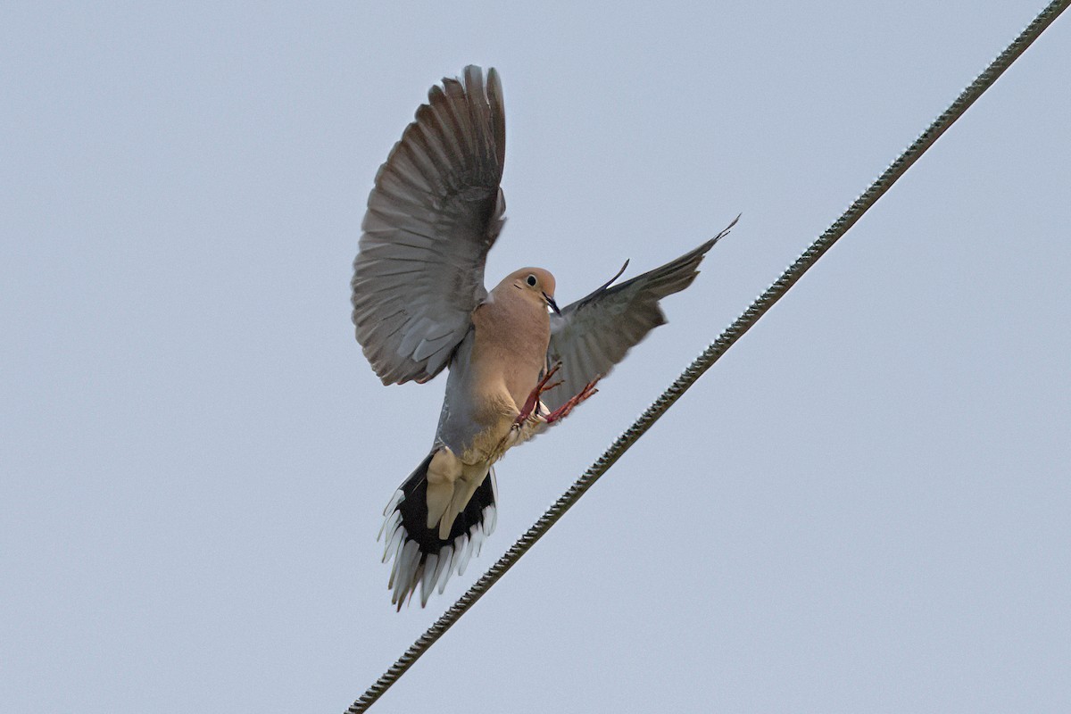 Mourning Dove - ML620720529