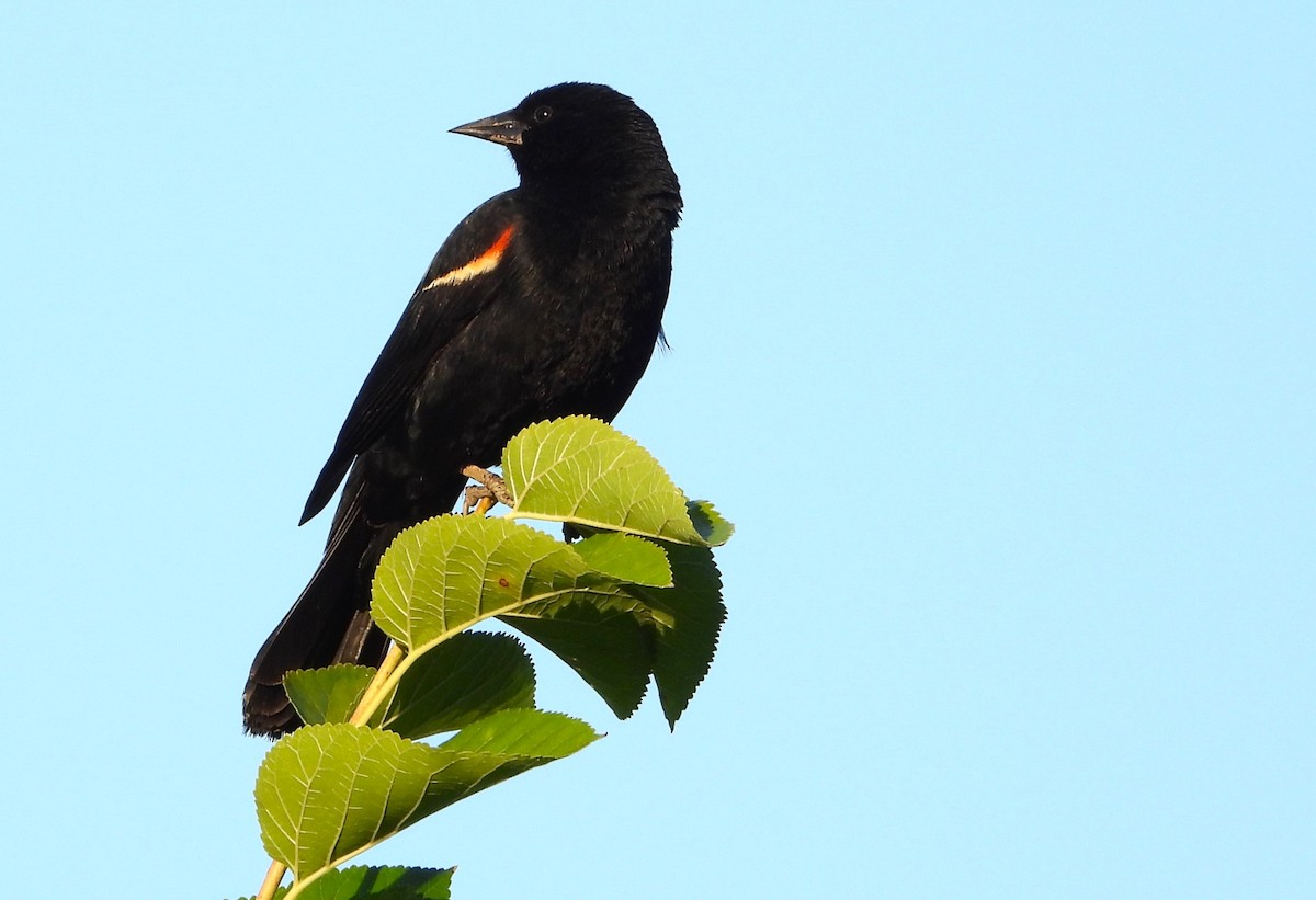 Red-winged Blackbird (Red-winged) - Ed Kwater