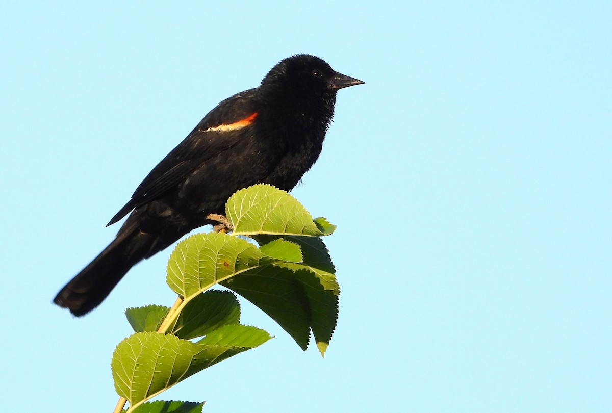 Red-winged Blackbird (Red-winged) - Ed Kwater