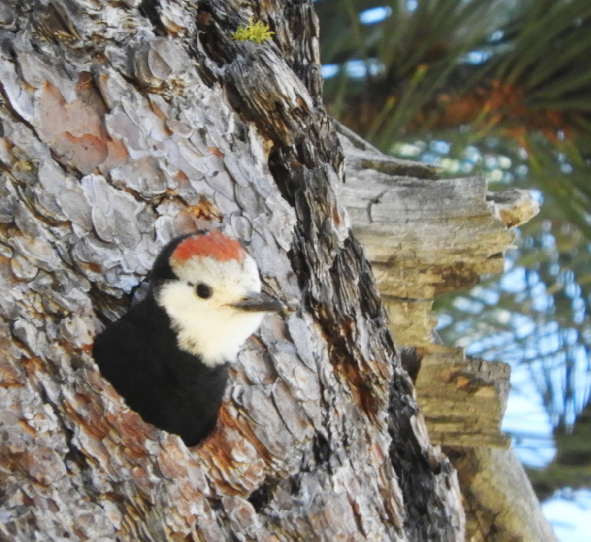 White-headed Woodpecker - ML620720535