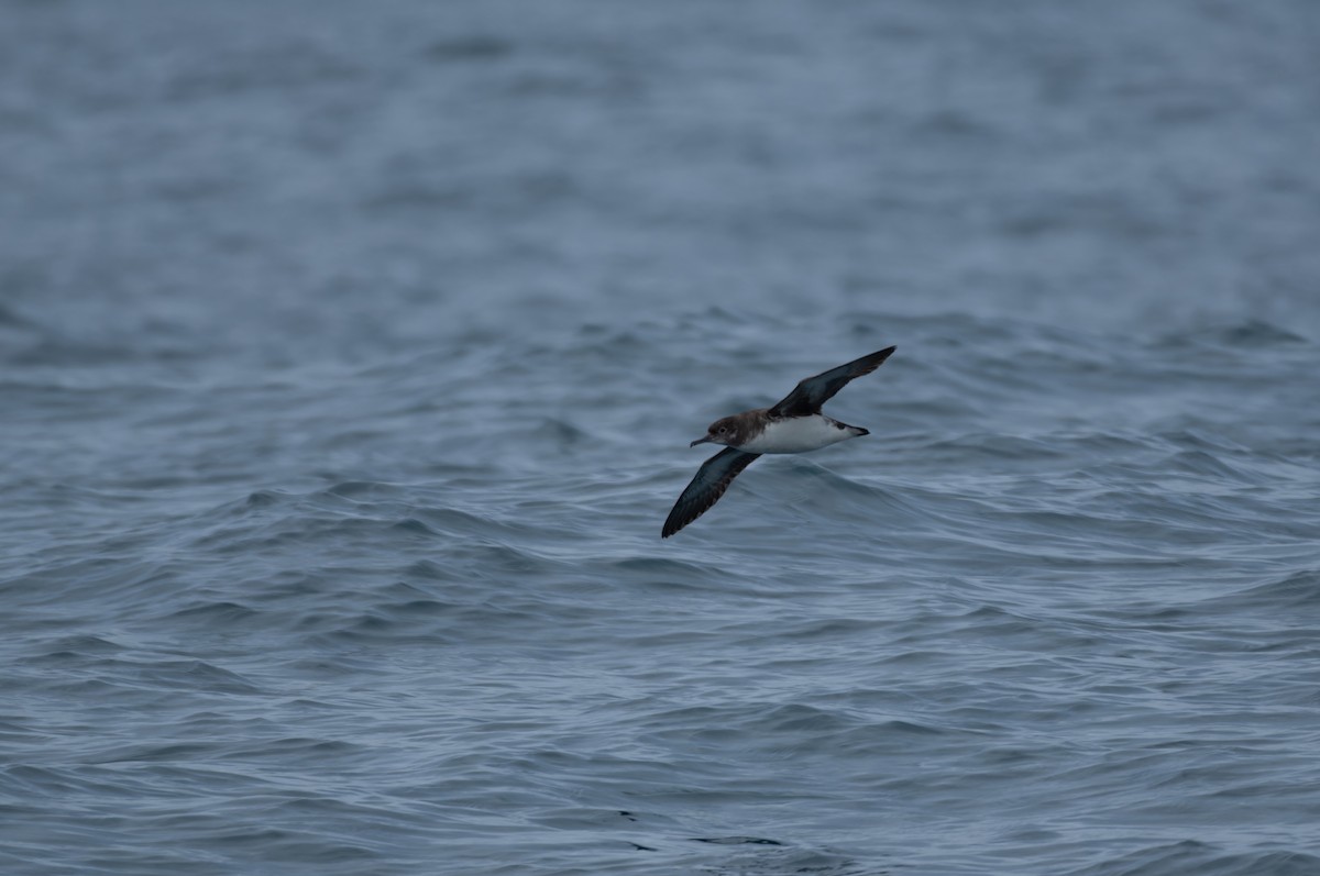 Hutton's Shearwater - ML620720536