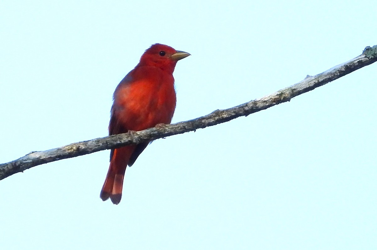 Summer Tanager - Ed Kwater