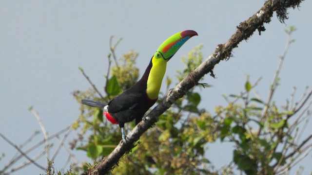 Toucan à carène - ML620720538