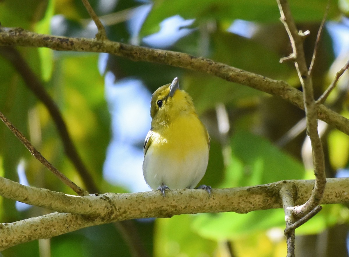 Yellow-throated Vireo - ML620720542