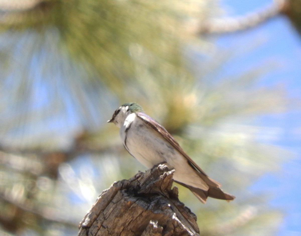 Violet-green Swallow - ML620720553