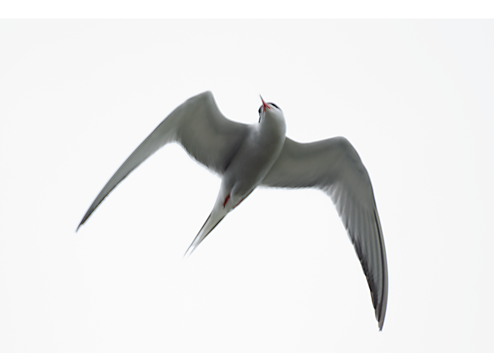 Common Tern - ML620720554