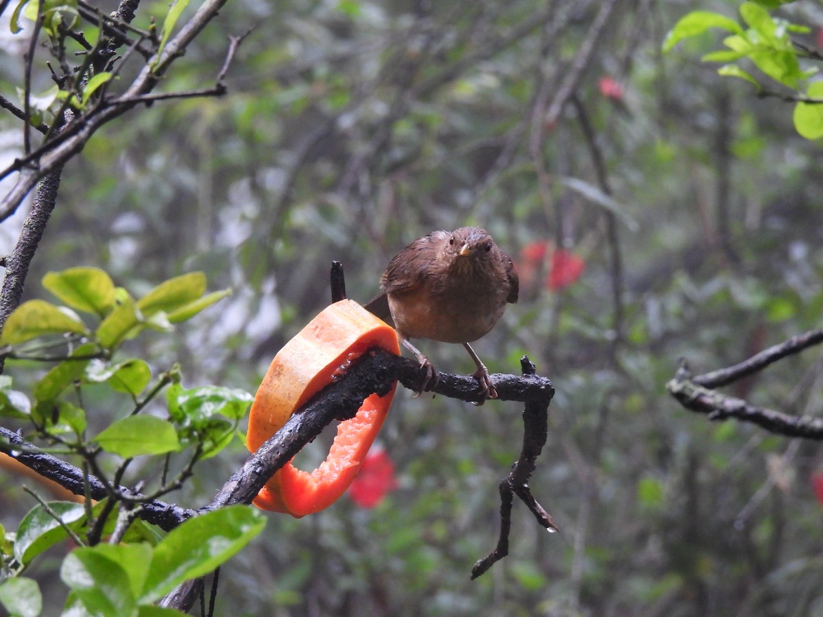 Clay-colored Thrush - ML620720555