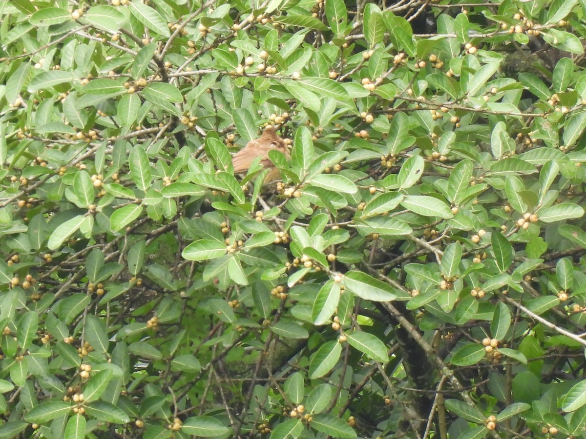 Clay-colored Thrush - ML620720558