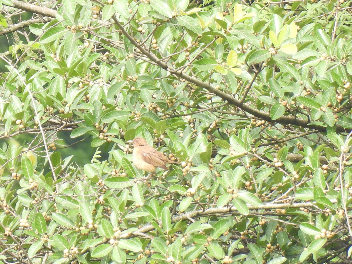 Clay-colored Thrush - ML620720559