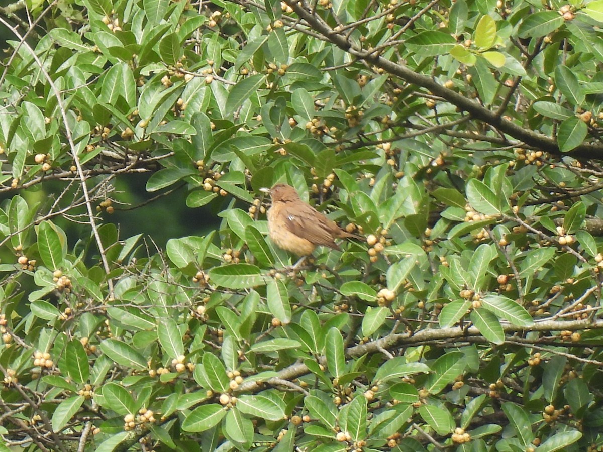 Clay-colored Thrush - ML620720560