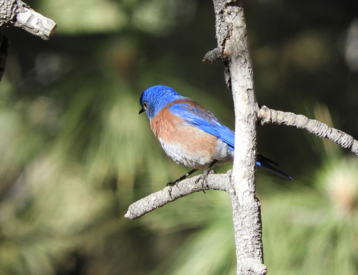 Western Bluebird - Becky Kitto