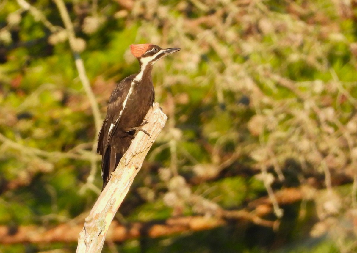 Pileated Woodpecker - ML620720563