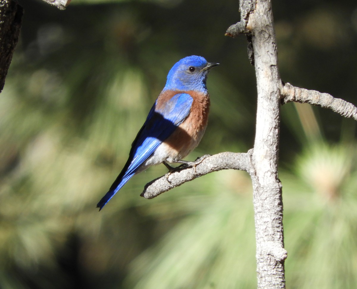 Western Bluebird - ML620720564