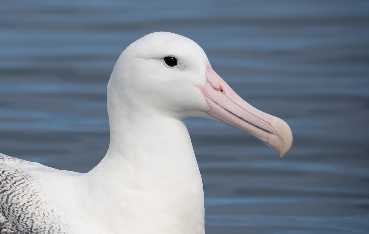 Southern Royal Albatross - ML620720565