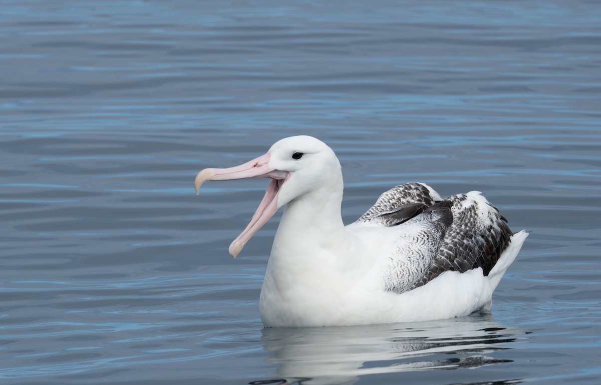 albatros královský - ML620720566