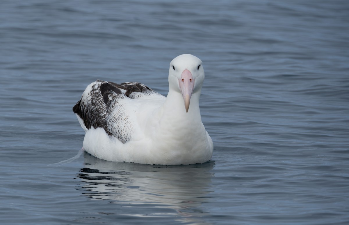 albatros královský - ML620720567