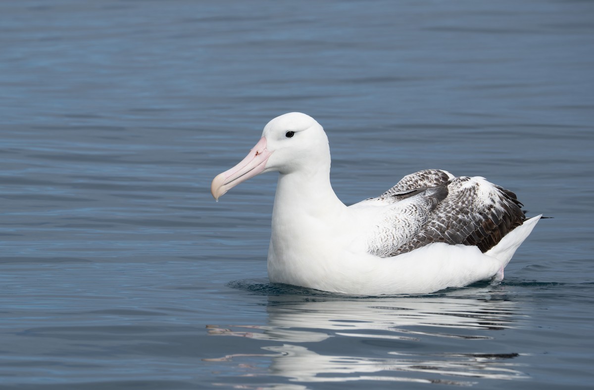 Southern Royal Albatross - ML620720568