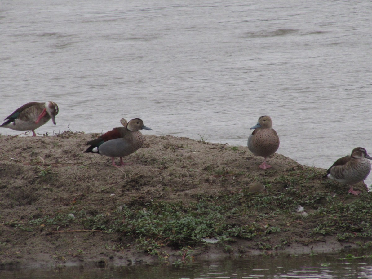 Ringed Teal - ML620720569