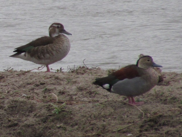 Ringed Teal - ML620720570