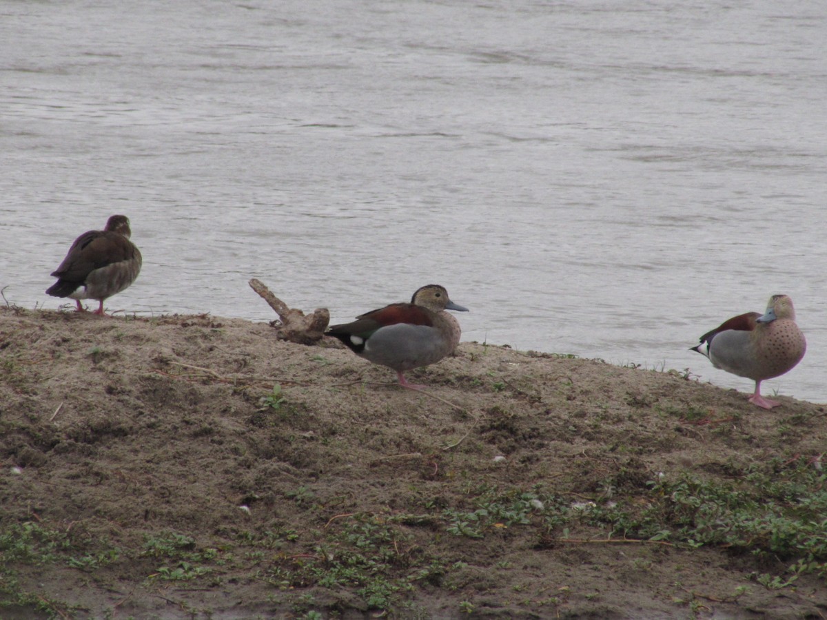 Ringed Teal - ML620720571