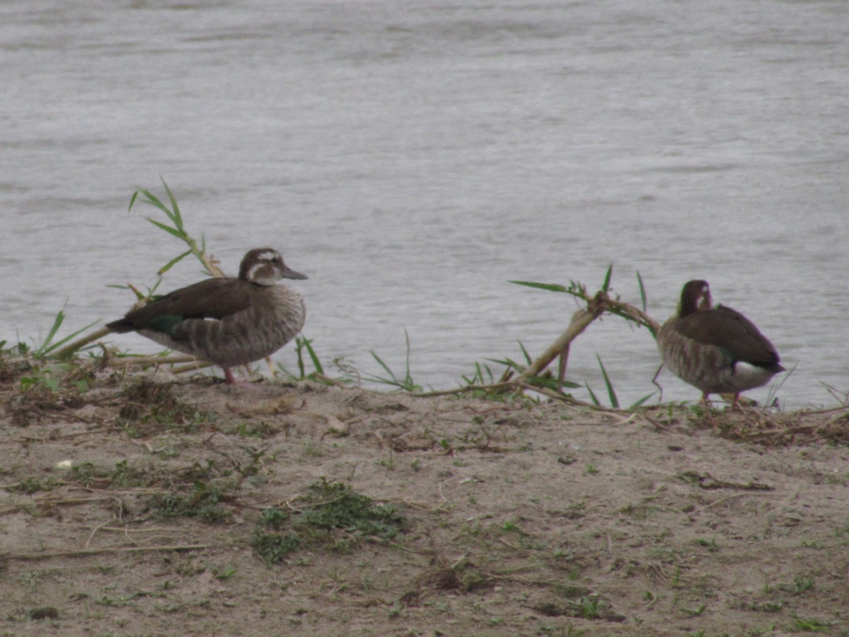 Ringed Teal - ML620720572