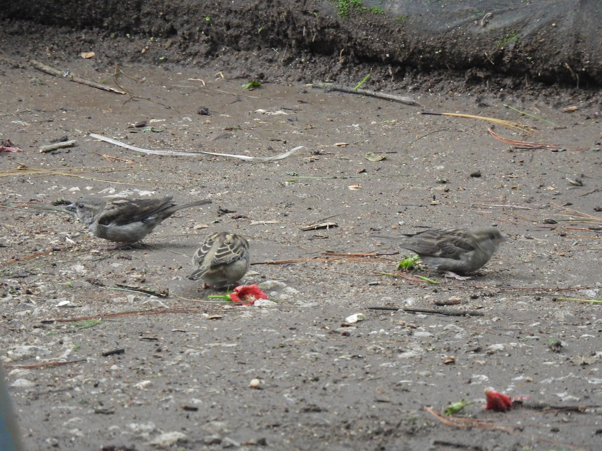 House Sparrow - ML620720574