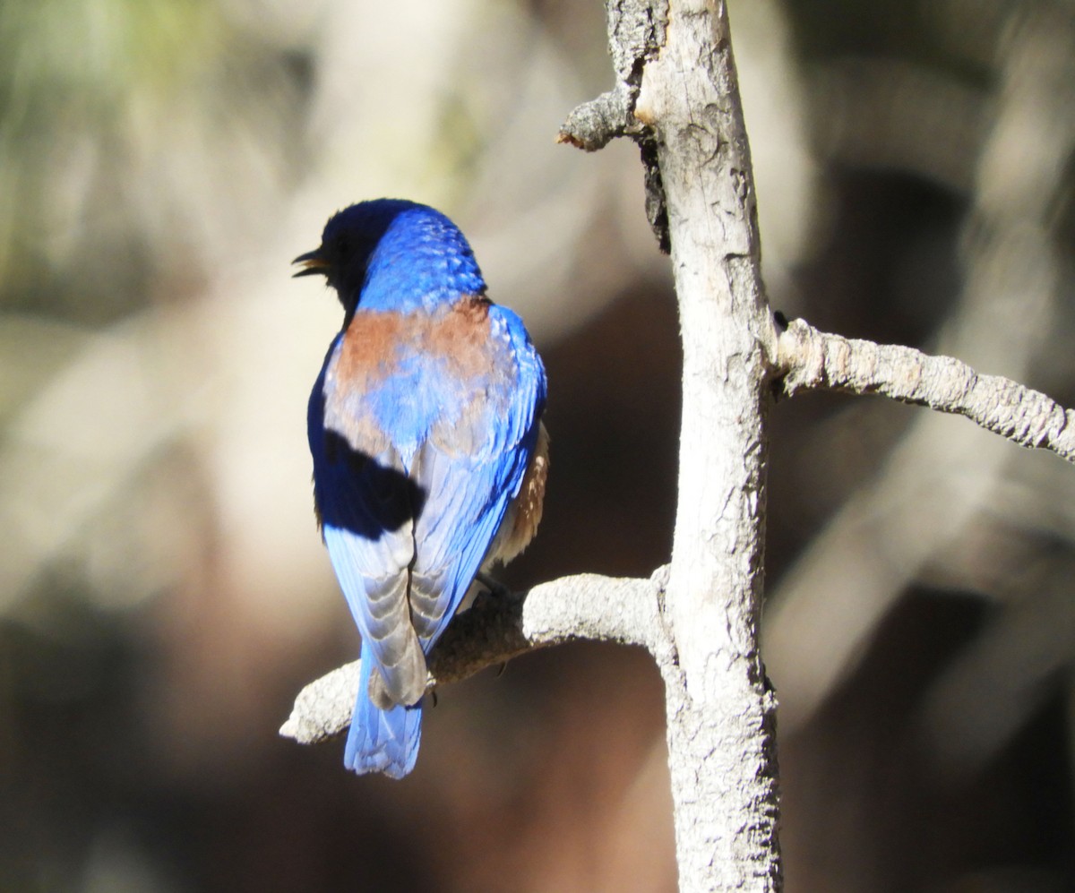 Western Bluebird - ML620720575