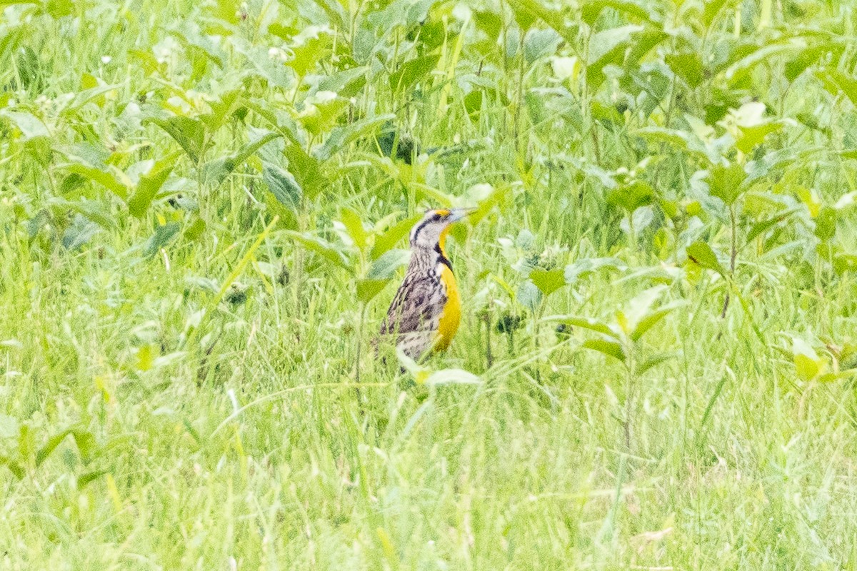 Eastern Meadowlark - ML620720576