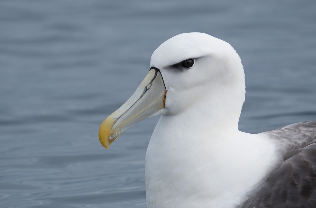 Albatros à cape blanche - ML620720577