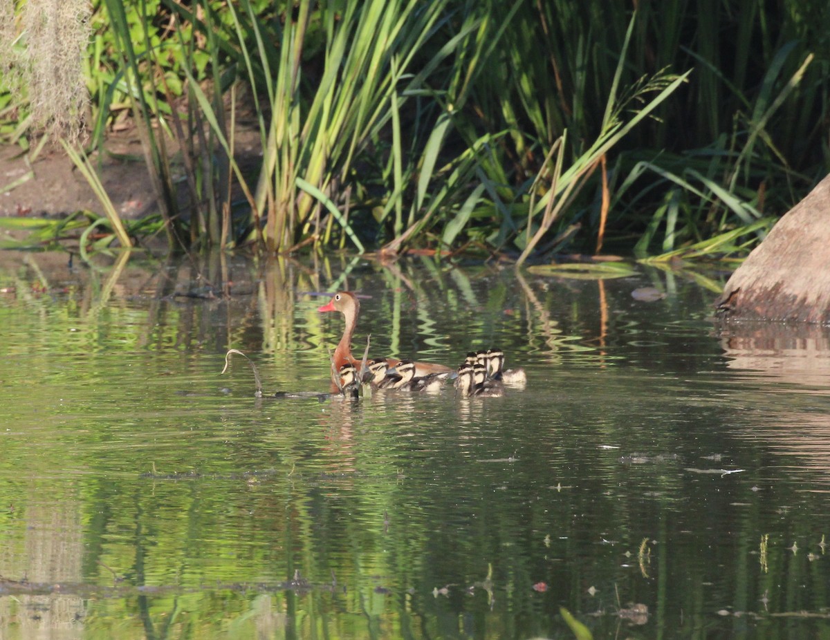 Black-bellied Whistling-Duck - ML620720579