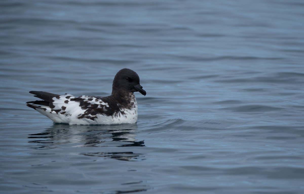 Cape Petrel - ML620720583