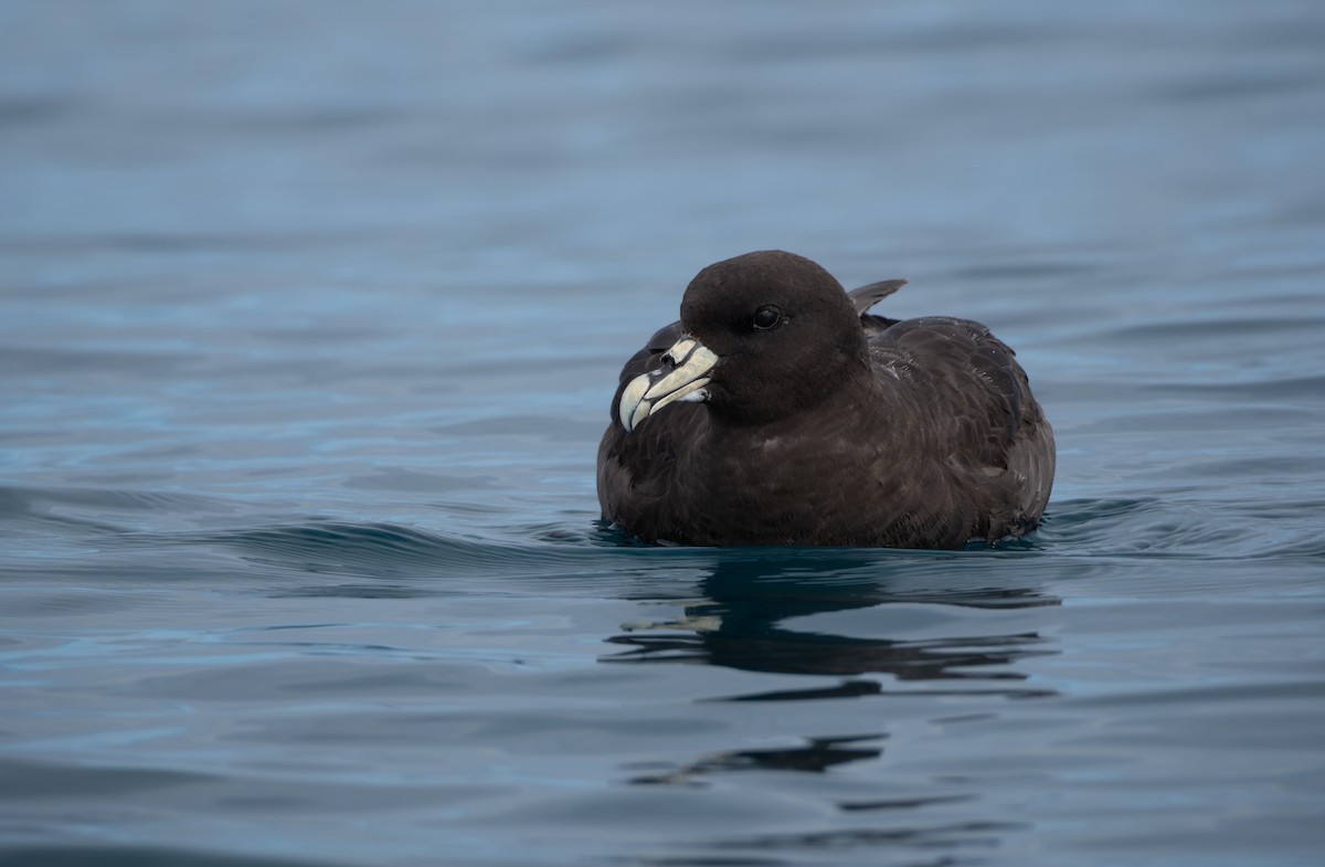 Puffin à menton blanc - ML620720589