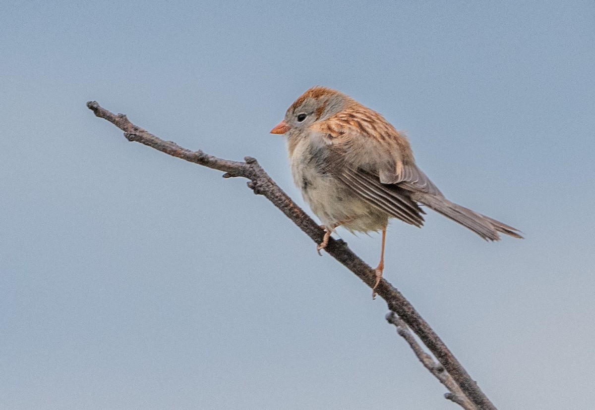 Field Sparrow - ML620720590