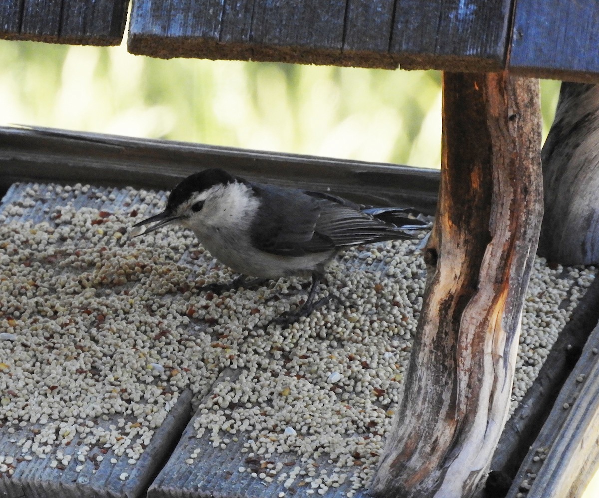 White-breasted Nuthatch - ML620720597