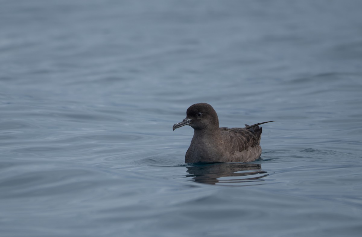 Sooty Shearwater - ML620720599