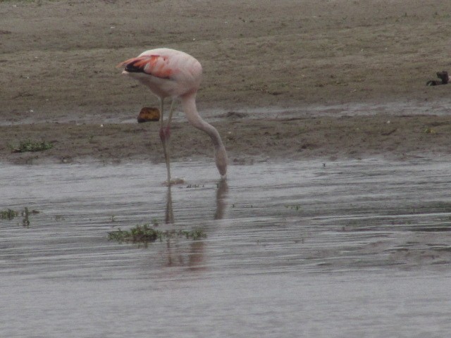 Şili Flamingosu - ML620720610