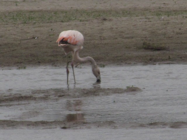 Chilean Flamingo - Hugo Rodriguez