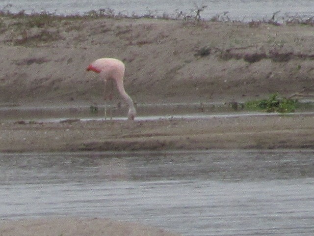 Chilean Flamingo - ML620720613