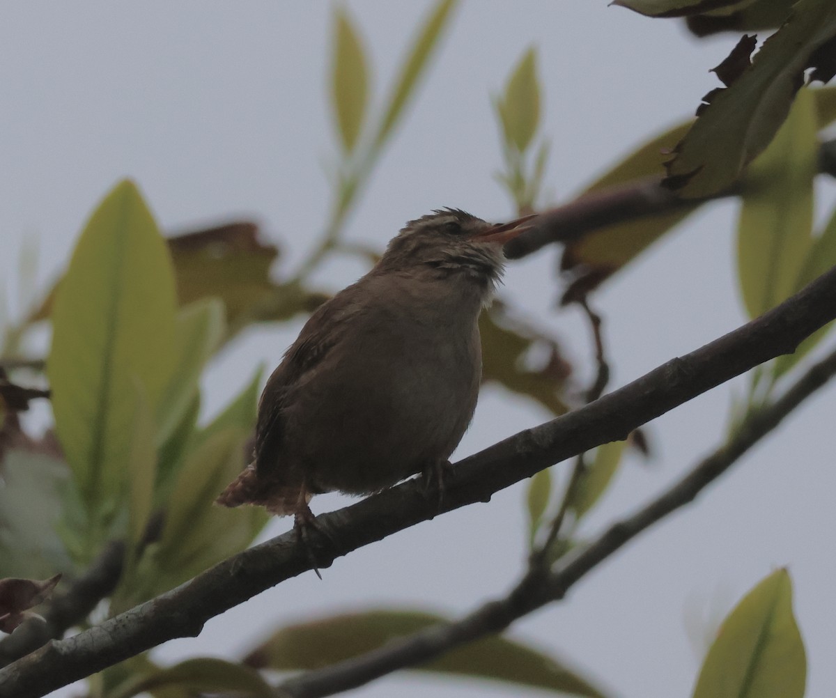 Eurasian Wren - ML620720626