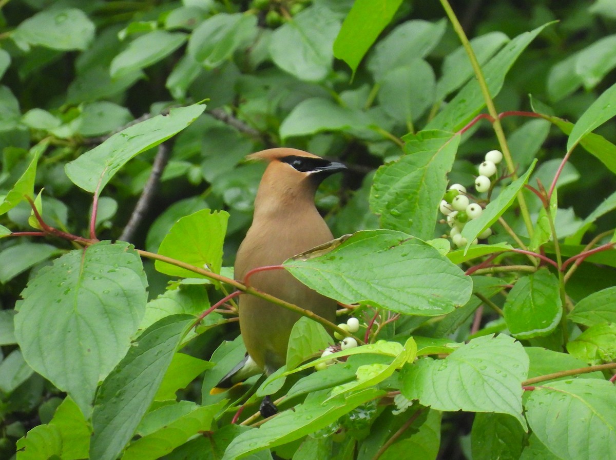 Cedar Waxwing - ML620720627