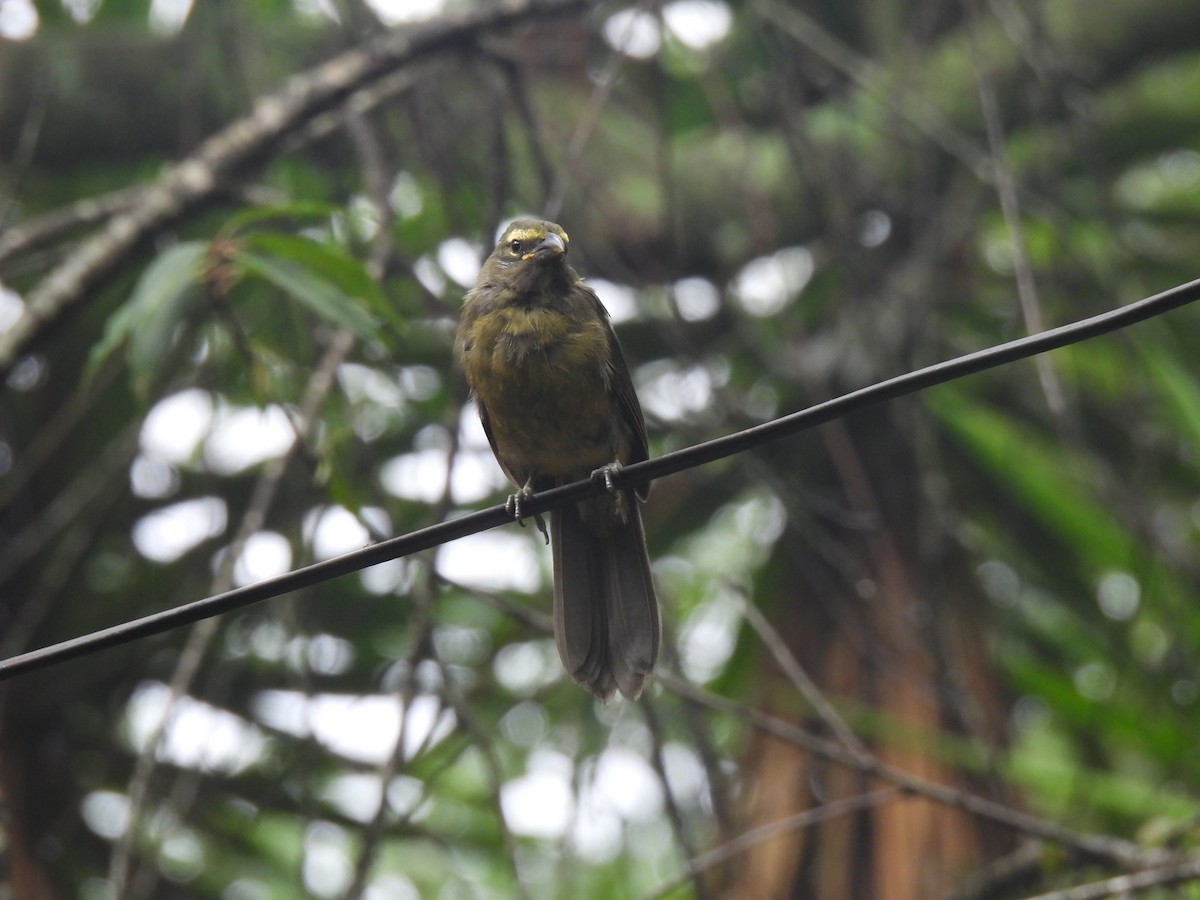 Cinnamon-bellied Saltator - ML620720633